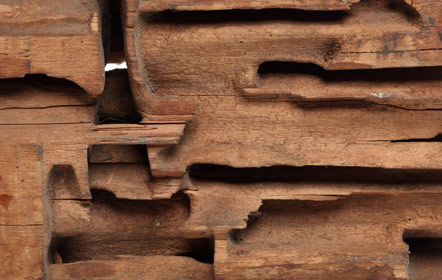 Pest & Termite Inspection